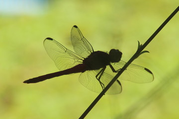 dragonfly on a leaf