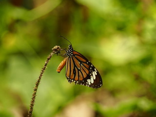 orange injuly butterfly with tear wing rest on dry grass