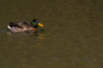 duck in the water