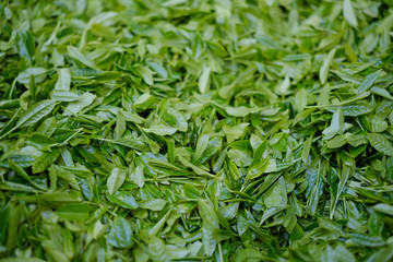 収穫された茶葉　新茶　一番茶　コンテナ