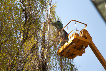 pruning trees against the sky and a man on a crane