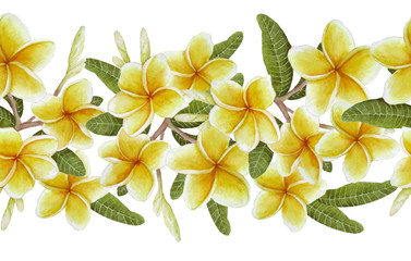watercolor hand drawn seamless border trendy exotic tropical plumeria frangipani for summer vacation holiday in hawaii thailand floral jungle botanical illustration for spa textile wrapping paper © Marina Lahereva