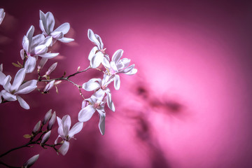 Magnbolie Frühblüher vor Pink