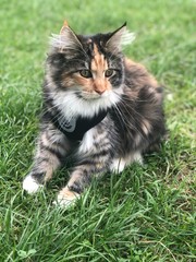 Cat on a walk © Barbara