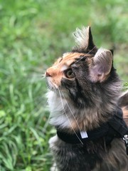 Cat on a walk © Barbara