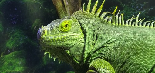 Animal  Chameleon  Lizard  natural  Tropical animal