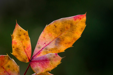 Jesienny liść, leaf