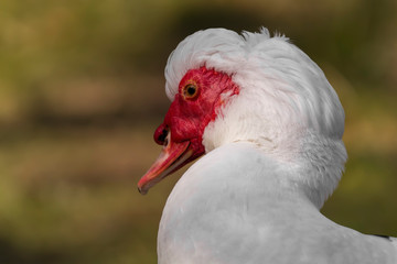 muscovy duck