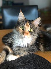Cat maine coon © Barbara