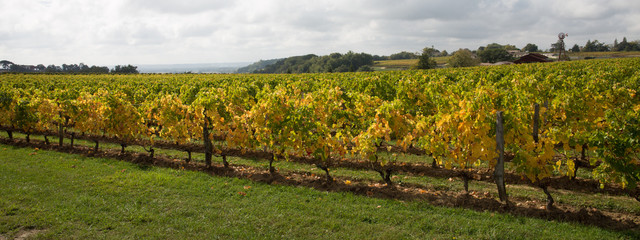Vineyards of Saint Emilion Bordeaux france in web banner template header
