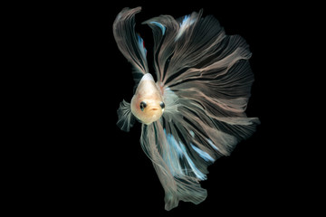 Obraz premium Exotic rhythmic motion movement luxury beautiful half moon long tail Betta,Siamese fighting fish Betta splendens, aggressive,(biting fish),aquatic animals, popular fish isolated on black background.