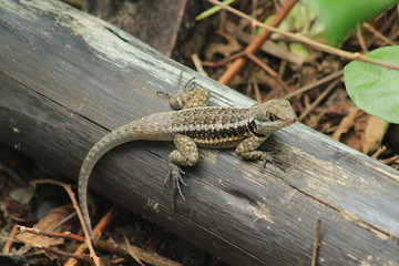 lizard