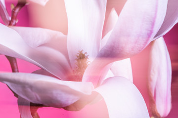 Plakat Magnolie Blume vor Pink
