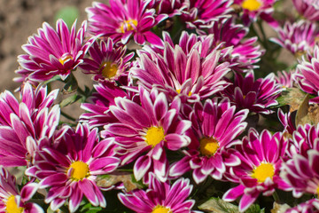 red chrysanthemums in a flower bed in the sun