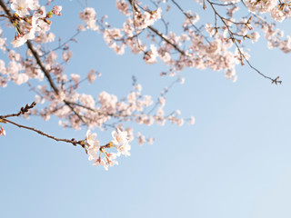 桜　春イメージ
