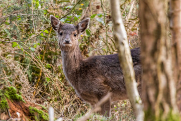 deer in the forest