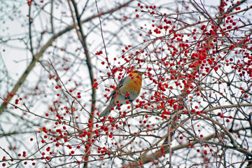 the Waxwing on mountain ash