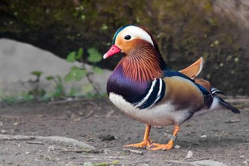 Obraz premium mandarin duck