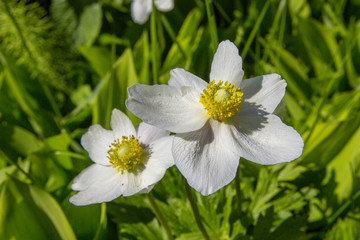 flower with white petals on a green background