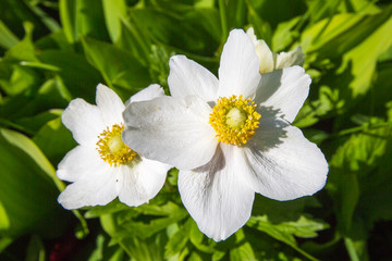 Obraz na płótnie Canvas flower with white petals on a green background