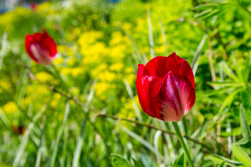 red tulips in flowerbed against the backdrop of greenery