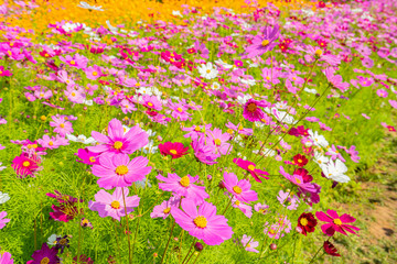 Obraz na płótnie Canvas View of Cosmos flowers blooming in the garden