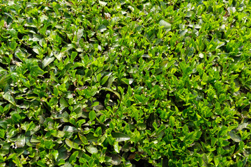 刈り取られた新茶の新芽　一番茶　宇治茶　京都府和束町