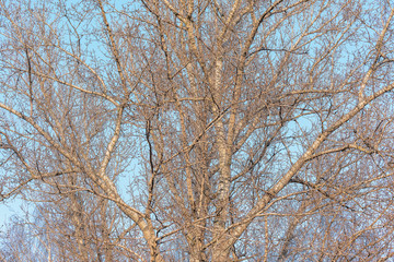 Fototapeta premium Big trees branches on the sky background.