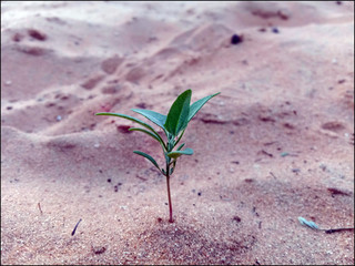 A plant