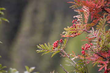 Red berries on a branch