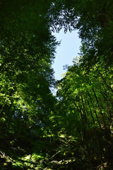 Fototapeta premium Forest seen from spectacular Gorges du Pont-du-Diable , a karst located along the Dranse de Morzine, Chablais massif in Haute-Savoie, Portes du soleil region, France.