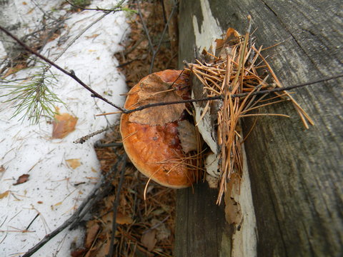 mushroom fomitopsis pinicola
