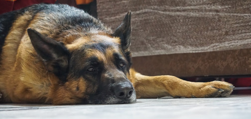 Adult German shepherd Dog Black Brown Relaxing at Home