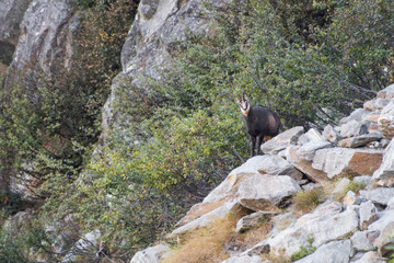 Chamois detailed face on the mountain