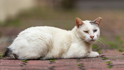 Naklejka na ściany i meble Odd-eye white cat