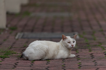 Odd-eye white cat