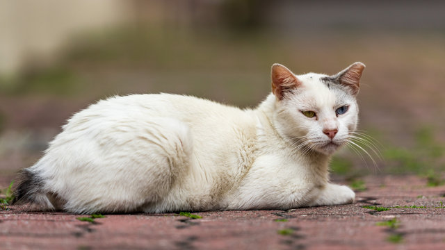 Odd-eye white cat
