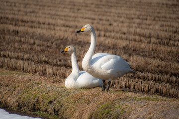 春の白鳥