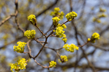 Yellow tree flowers in early spring.