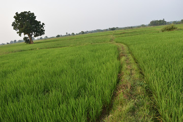 shorts road between paddy field in india 