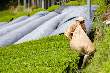 収穫した茶葉の入った袋を担ぐ女性　新茶　一番茶　京都府和束町