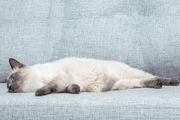 A Thai kitten slumbers on the sofa at home.