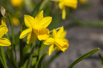 Yellow daffodils flowers in the park in early spring.