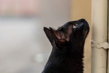 Close up image of isolated black cat