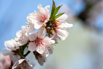 Spring peach blossom apricot sakura  flower