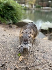 Coypu also known as the nutria