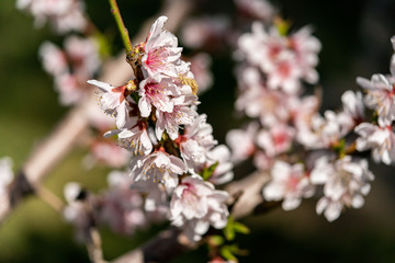 Spring peach blossom apricot sakura  flower