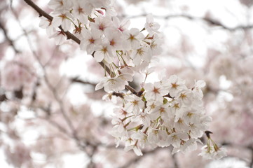 桜