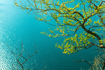 tree branches over a clear blue mountain lake in Switzerland with Copy Space