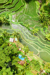 Reisfeld in Bali mit der Drohne fotografiert